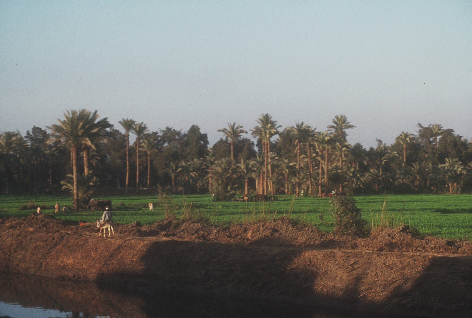 LANDWIRTSCHAFT AM NIL BEI LUXOR