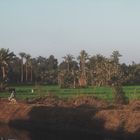 LANDWIRTSCHAFT AM NIL BEI LUXOR