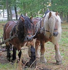 Landwirtschaft -Arbeitspferde-