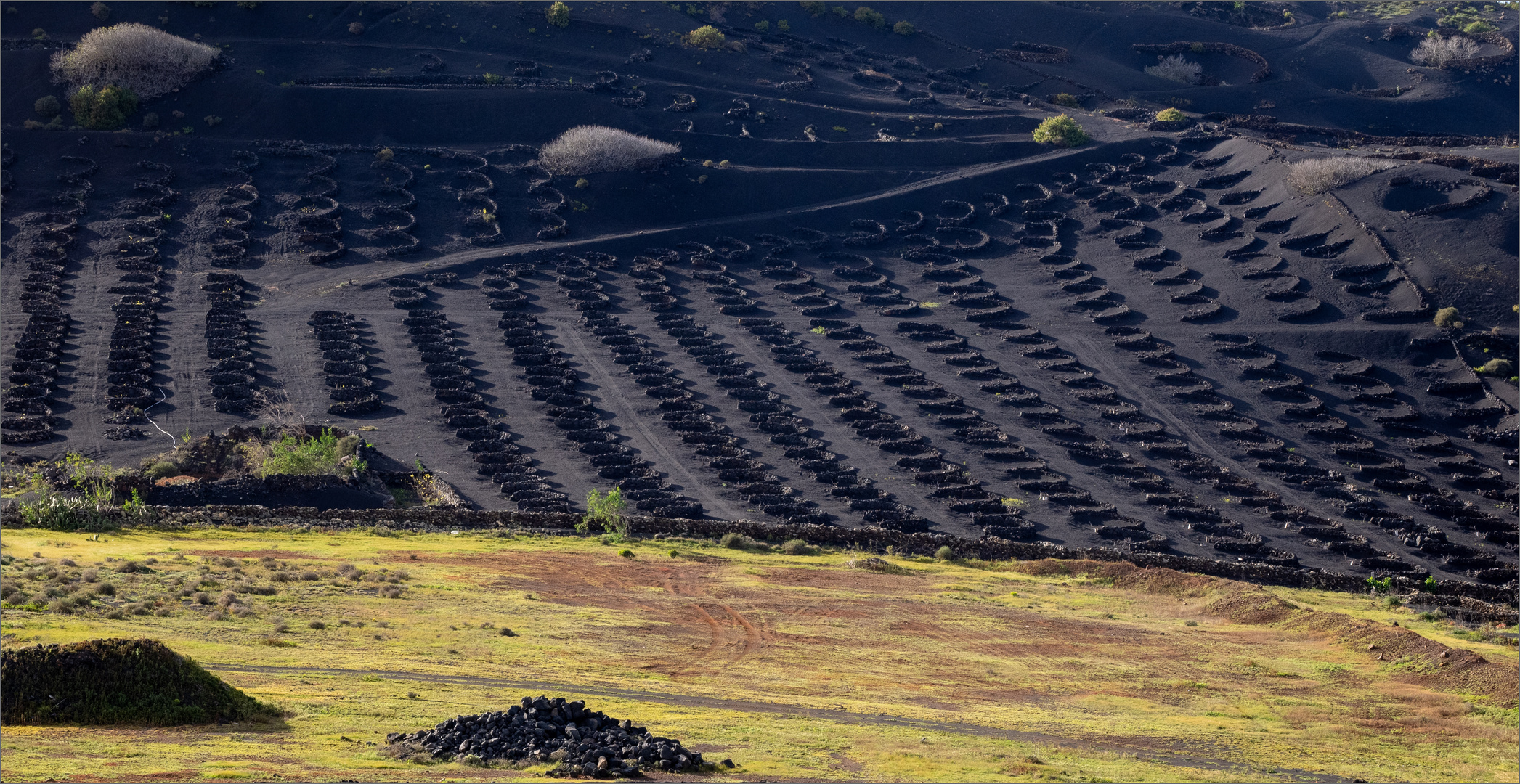 Landwirtschaft auf Lanzarote