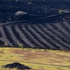 Landwirtschaft auf Lanzarote