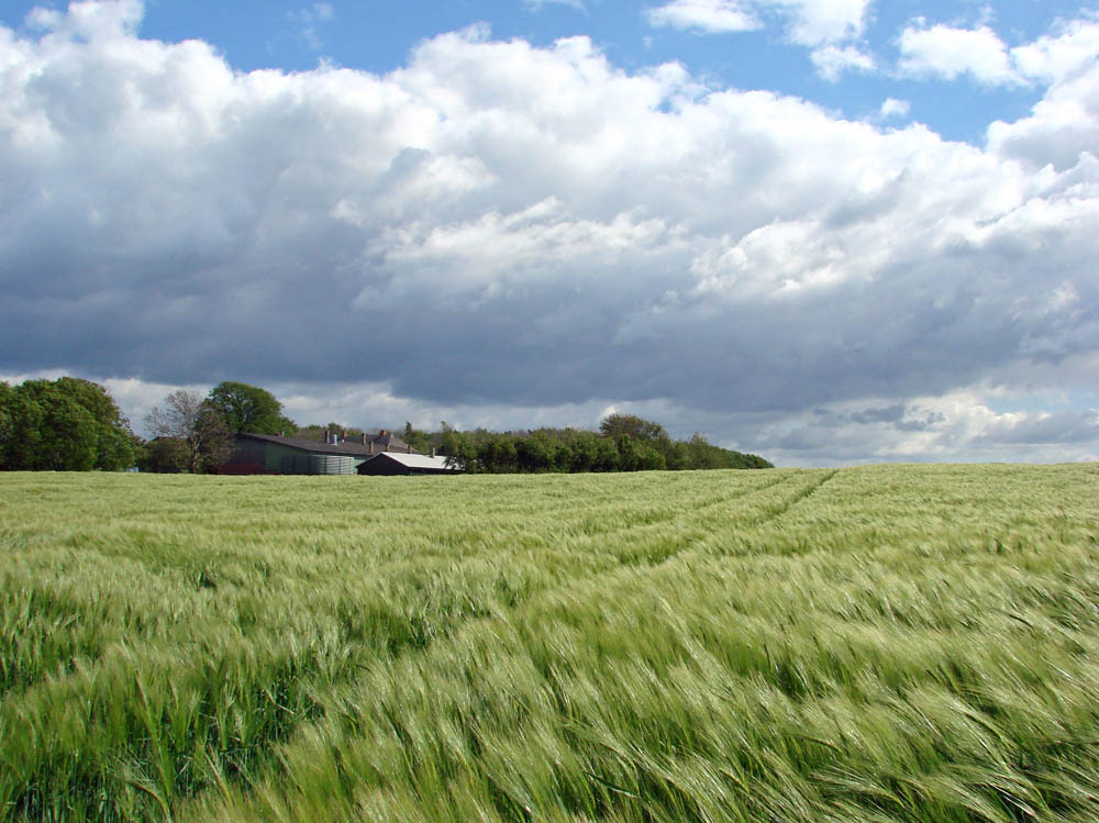 Landwirtschaft