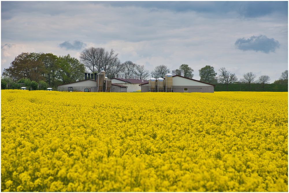 Landwirtschaft im gelben Feld