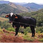  Landwirtschaft in Brasilien 