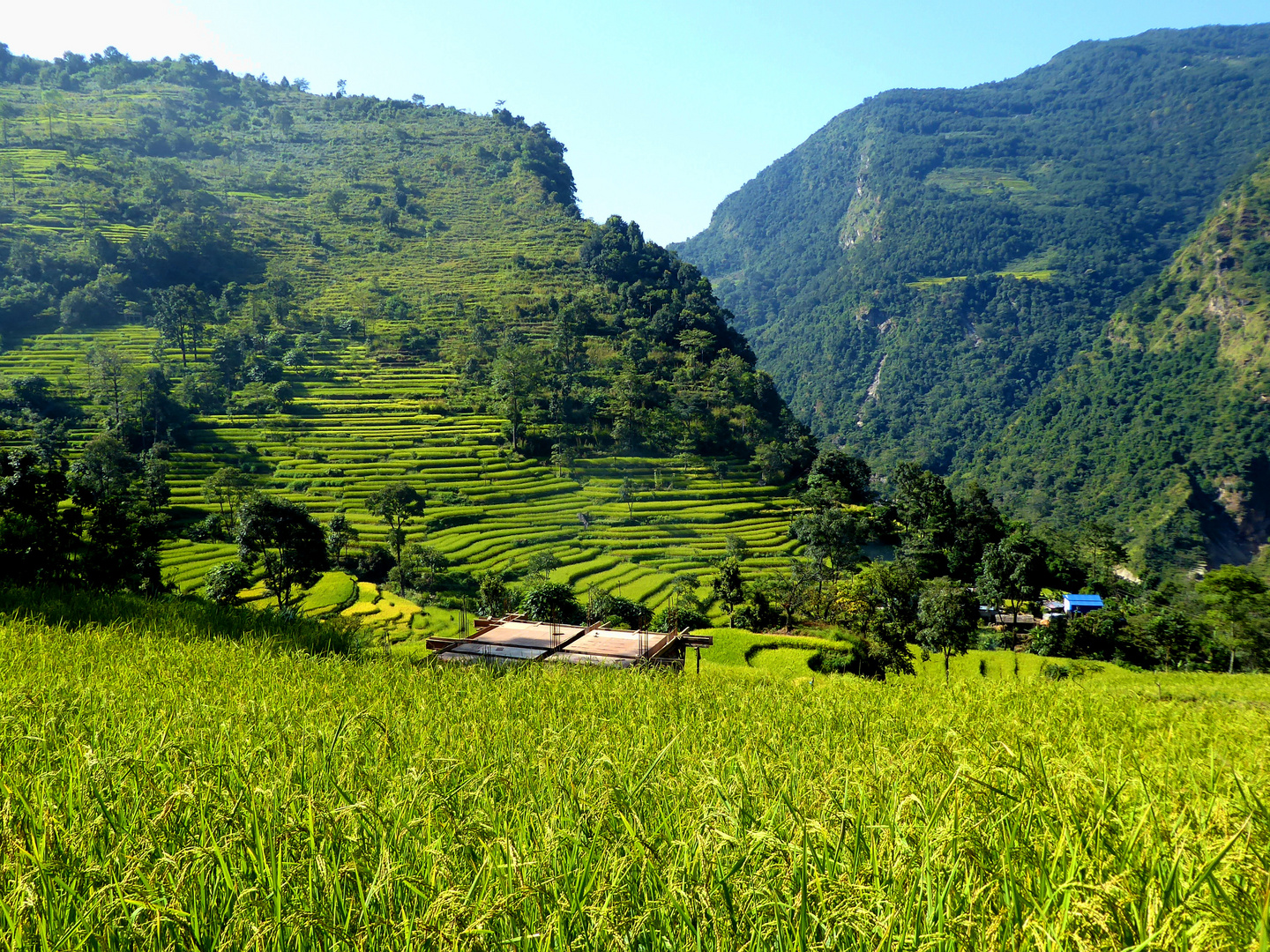 Landwirtschaft in Nepal