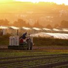 Landwirtschaft ist, wenn der Landwirt schafft