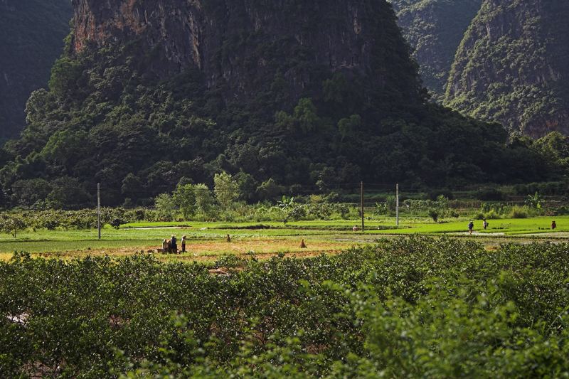 Landwirtschaft nahe Yangshuo