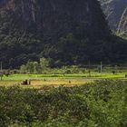 Landwirtschaft nahe Yangshuo