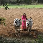 LANDWIRTSCHAFT OFT FRAUENARBEIT ABER ELEGANT IM SARI