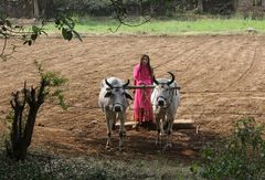 LANDWIRTSCHAFT OFT FRAUENARBEIT ABER ELEGANT IM SARI