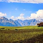 Landwirtschaft, Peru