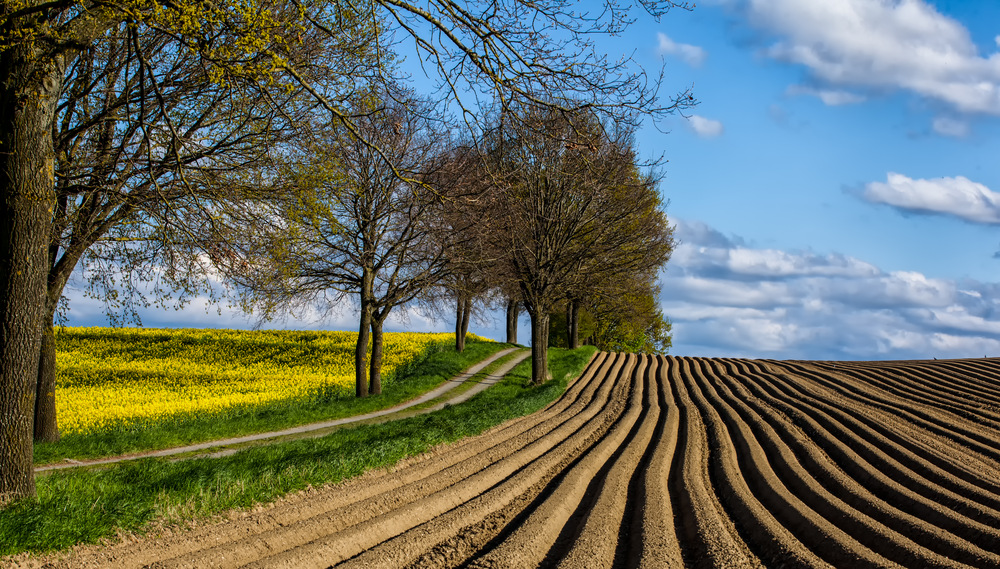 Landwirtschaftliche Linien