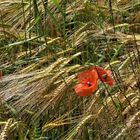 Landwirtschaftlicher Störfaktor MOHN