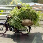 Landwirtschaftlicher Transport