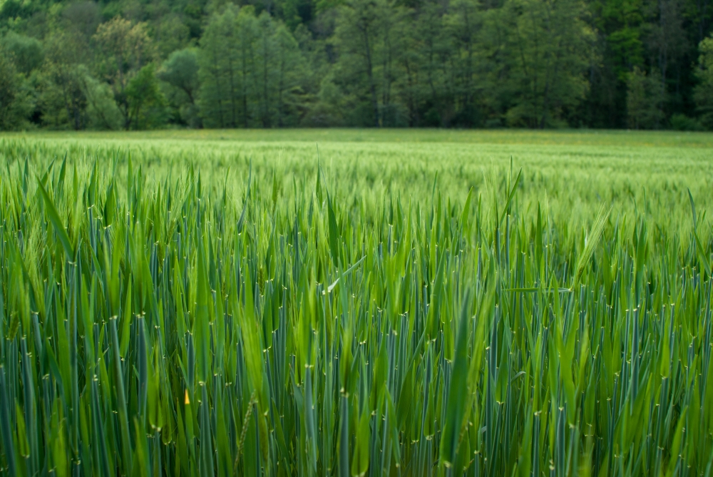 Landwirtschaftsfläche im Flusstal