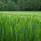 Landwirtschaftsfläche im Flusstal