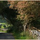 Lane near Gunnerside 1