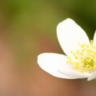 L'anémone des bois en toute sa beauté