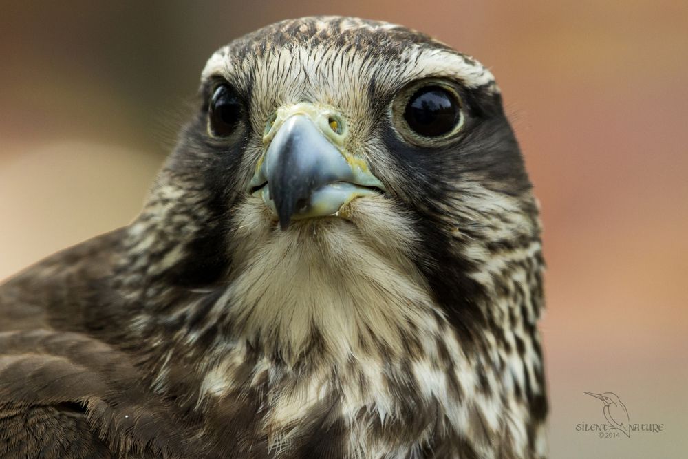 Lanerfalkenportrait