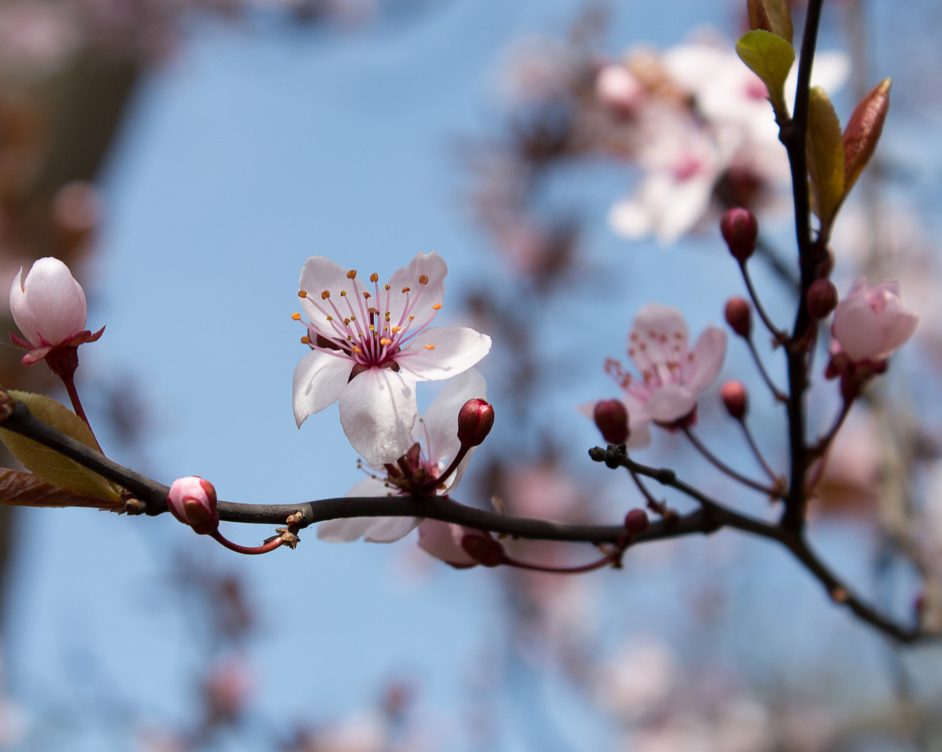 lang ersehnt .....Frühling