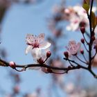 lang ersehnt .....Frühling