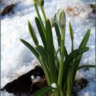 Lang ersehnter Frühlingsgruß