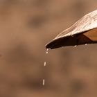 Lang ersehnter Regen in Namibia, Oktober 2018