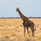 Lang - länger - Giraffe