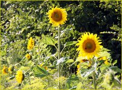 Lang, länger, sonnig