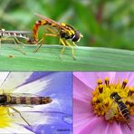 Langbauch- oder auch Stiftschwebfliegen