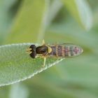 Langbauch-Schwebfliege (Sphaerophoria sp.)