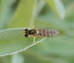 Langbauch-Schwebfliege (Sphaerophoria sp.)