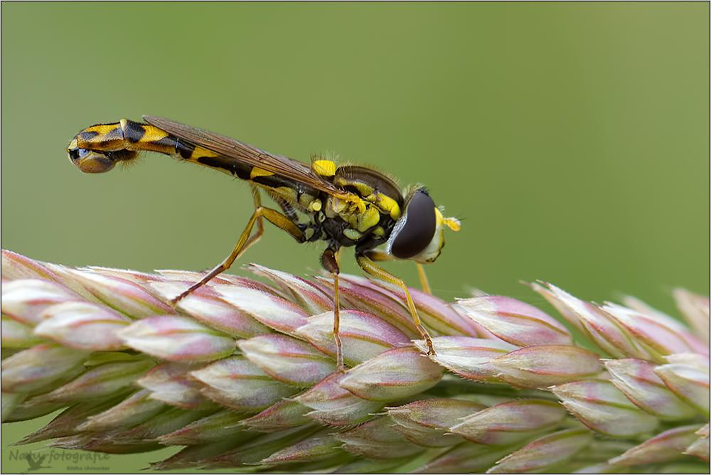 langbauchschwebefliege ( sphaerophoria scripta )