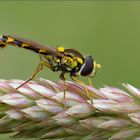 langbauchschwebefliege ( sphaerophoria scripta )