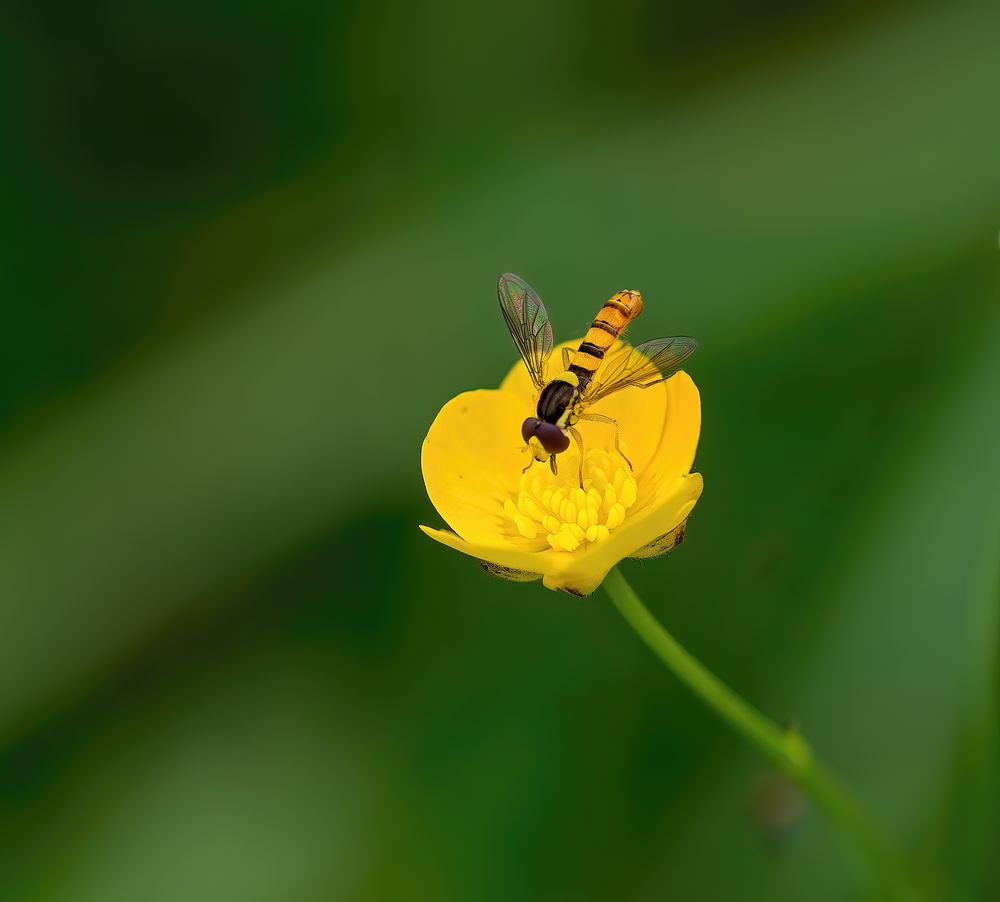 Langbauchschwebfliege