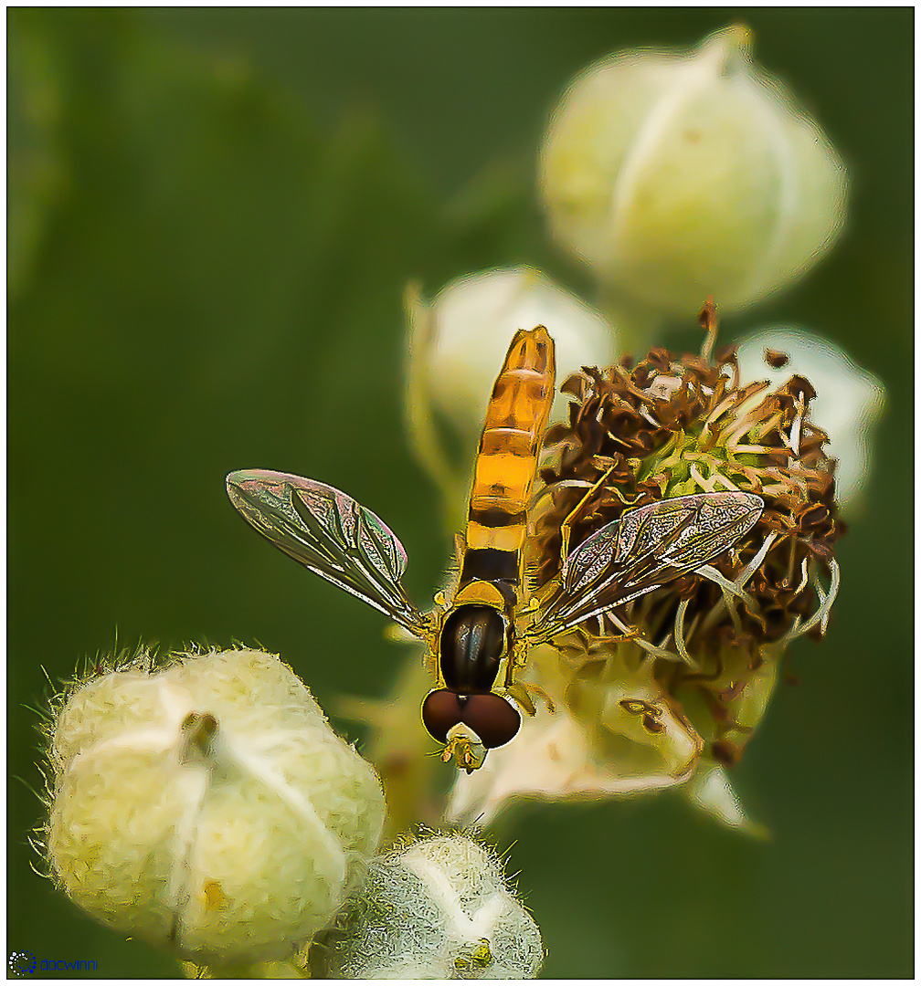  Langbauchschwebfliege