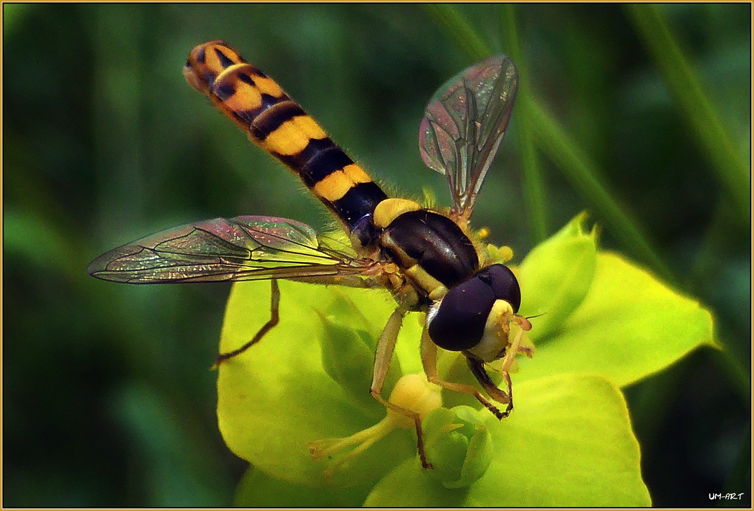 Langbauchschwebfliege