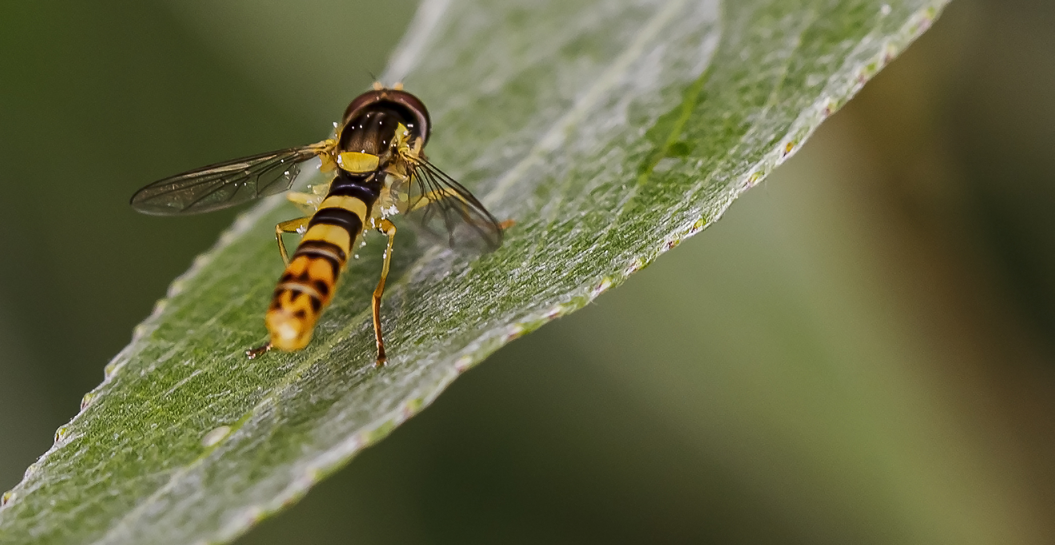 Langbauchschwebfliege