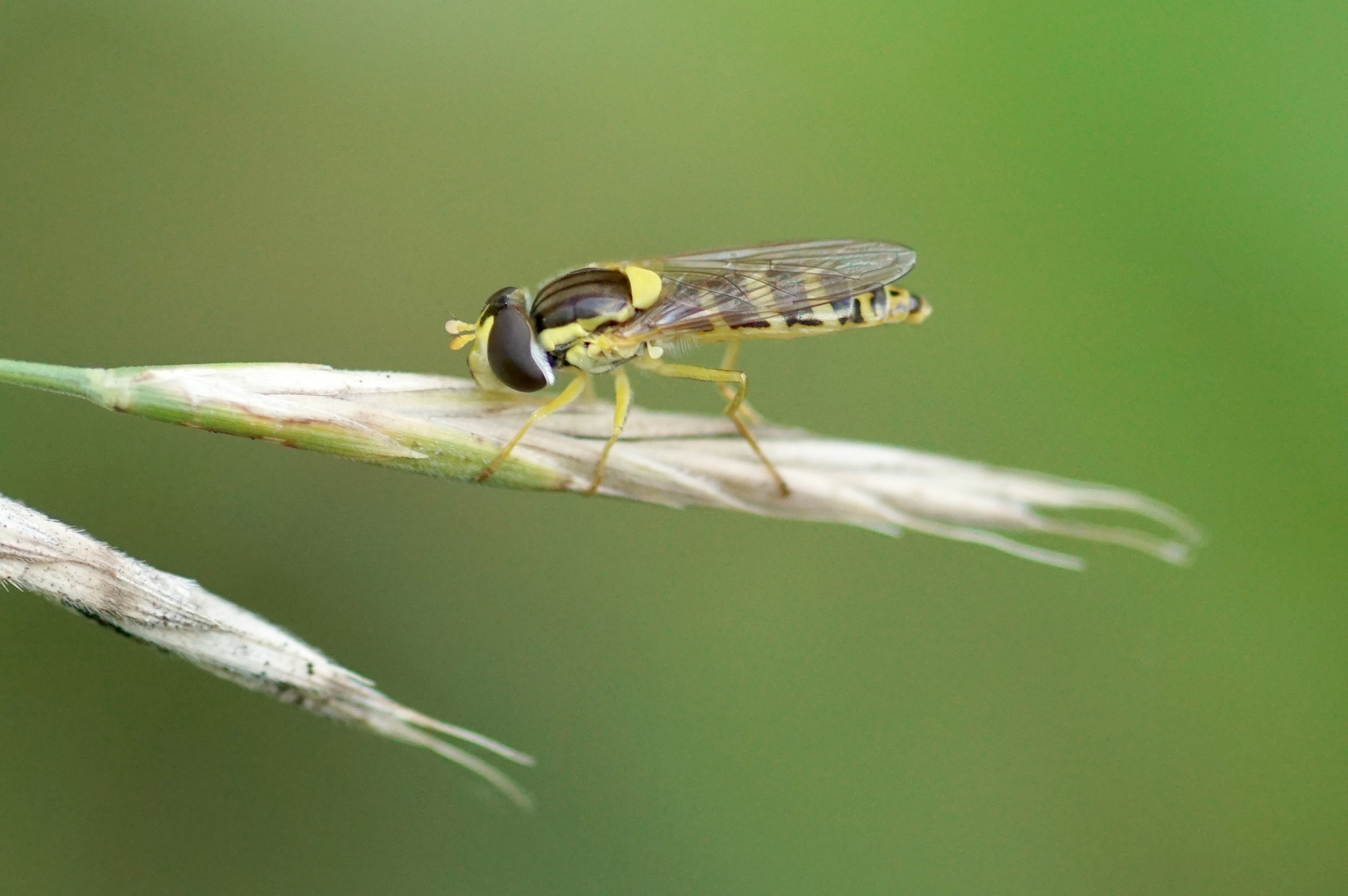 Langbauchschwebfliege