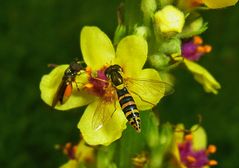 Langbauchschwebfliege