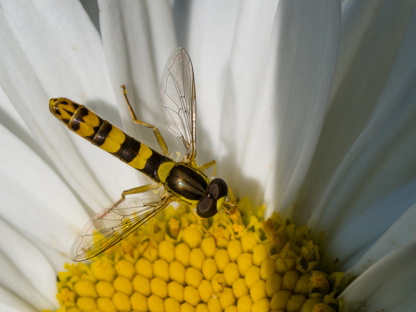 Langbauchschwebfliege 