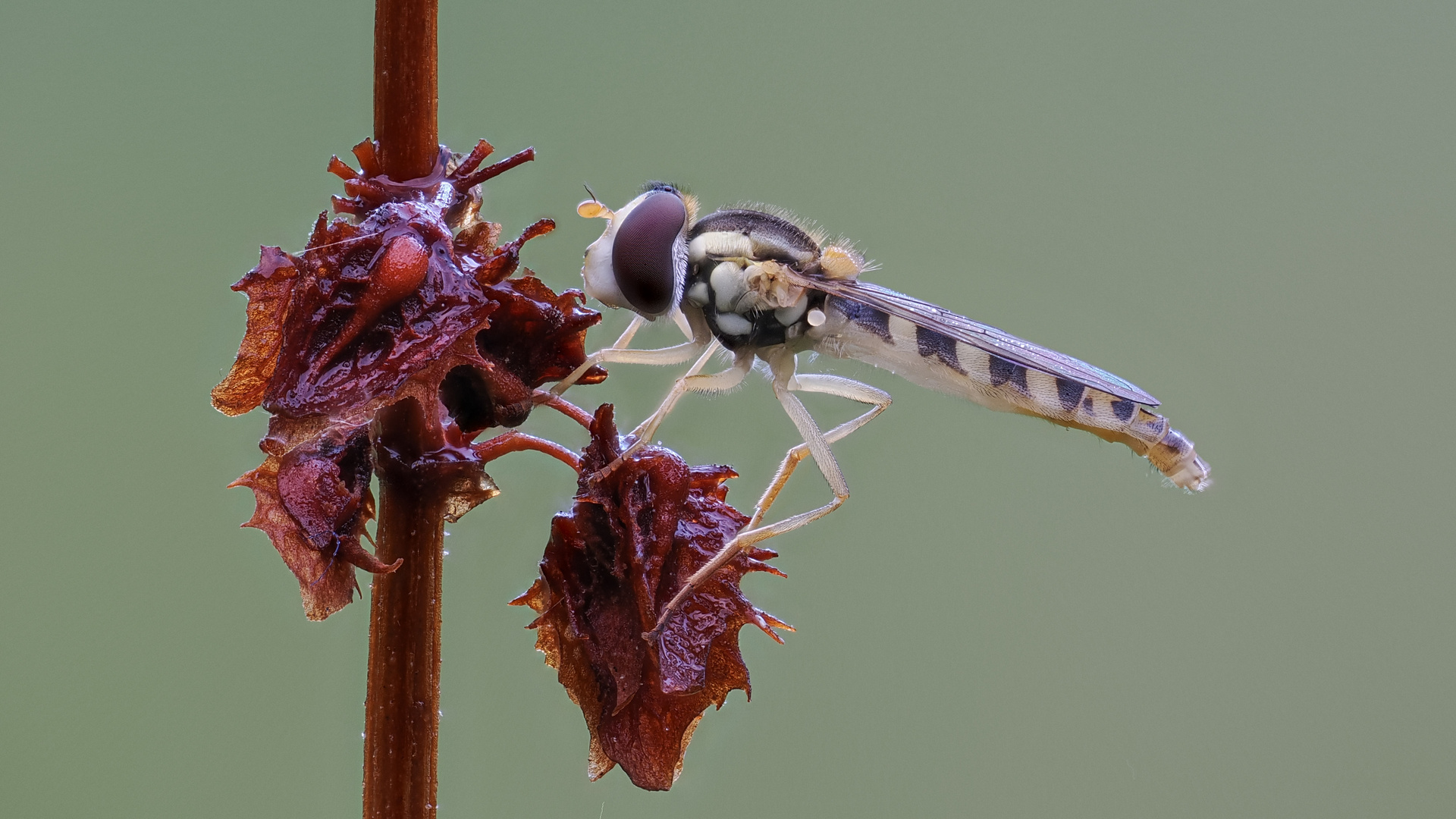 Langbauchschwebfliege