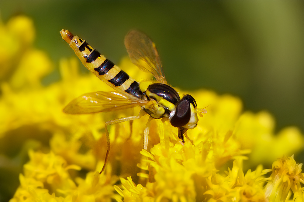 Langbauchschwebfliege