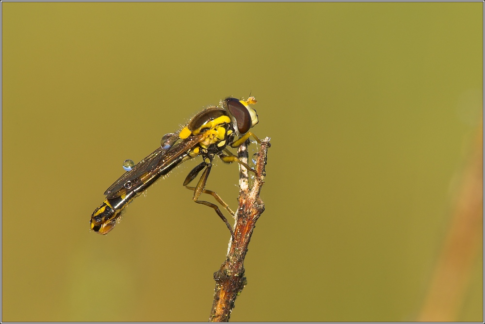 Langbauchschwebfliege II