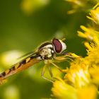 Langbauchschwebfliege, Männchen