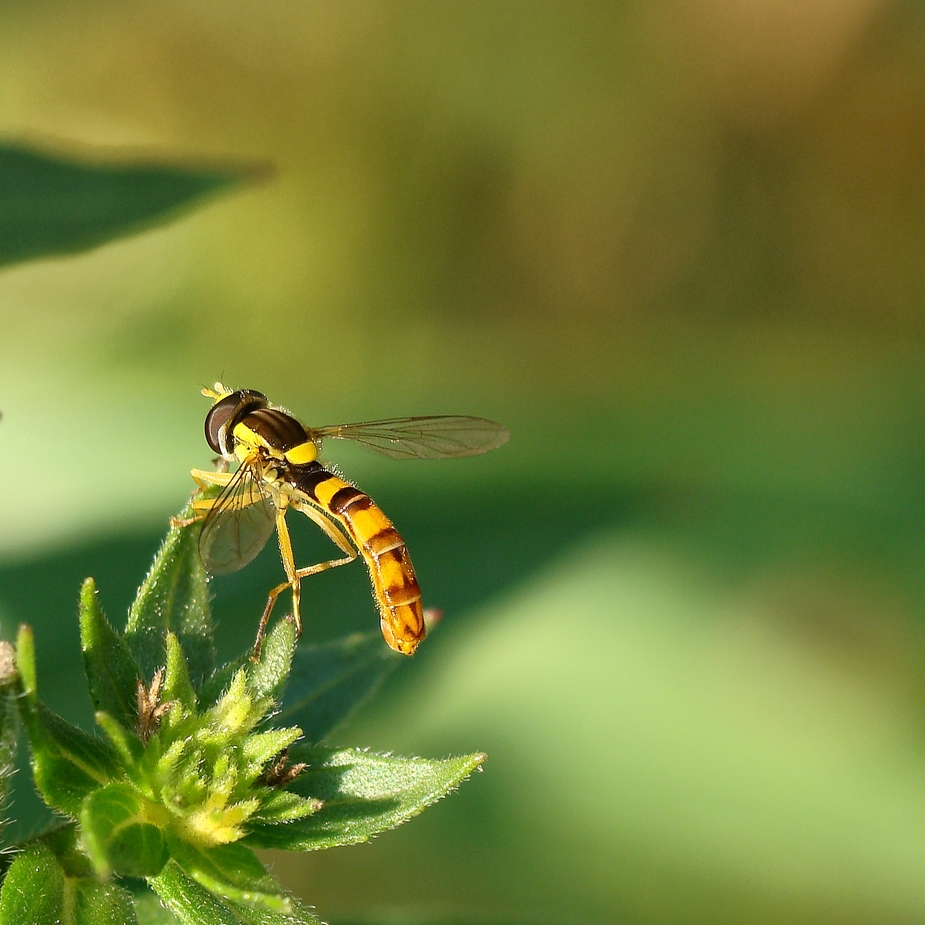 Langbauchschwebfliege..... (Männchen)