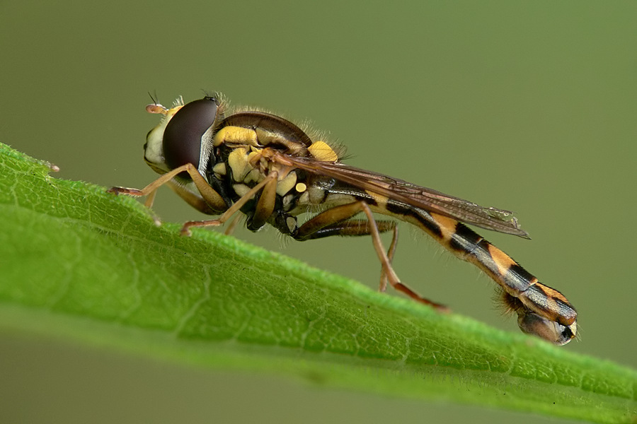 Langbauchschwebfliege - Sphaerophoria scripta