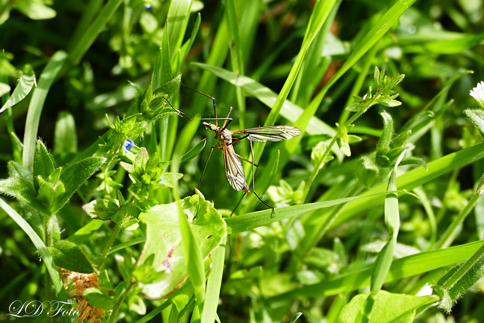 Langbein im Gras