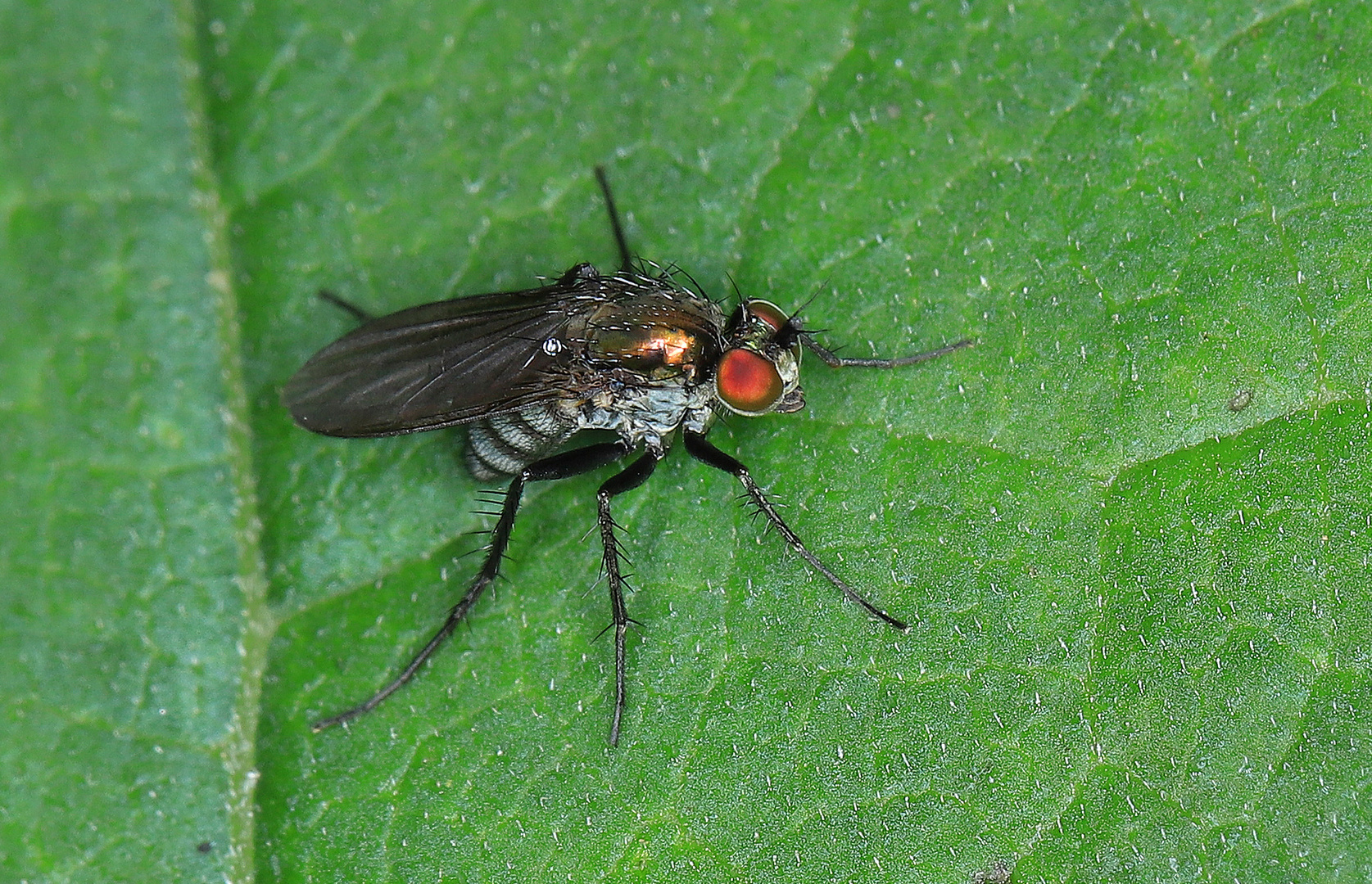 Langbeinfliege, Dolichopodidae, Sciapus sp. 