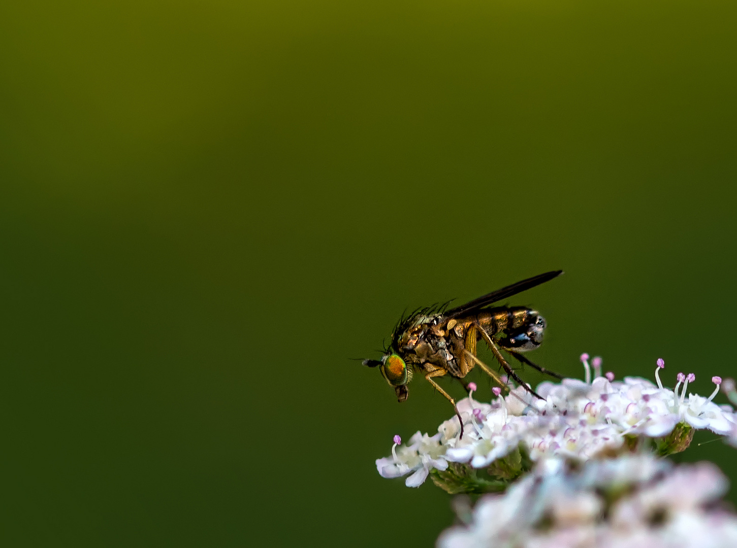 Langbeinfliege (Dolichopus ungulatus)